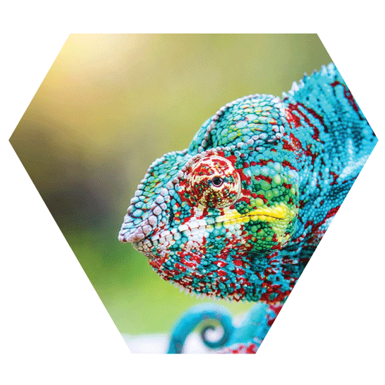 Chameleon with many colors